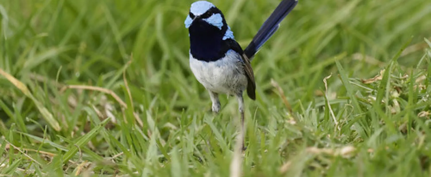 Wee Jasper Billy Grace Reserve Campground