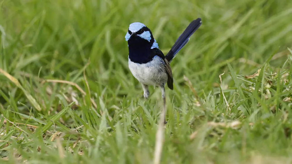 Wee Jasper Billy Grace Reserve Campground