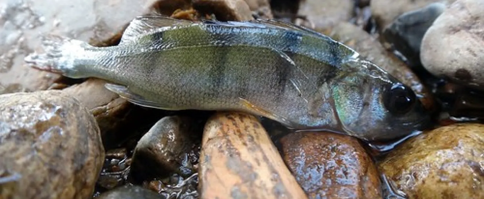 Wee Jasper Billy Grace Reserve Campground