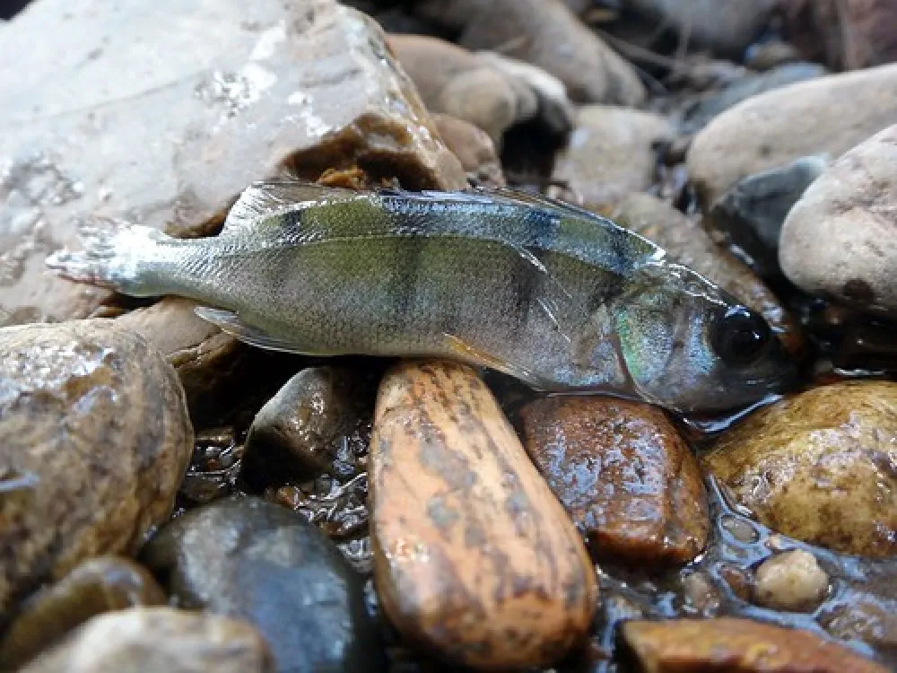 Wee Jasper Billy Grace Reserve Campground