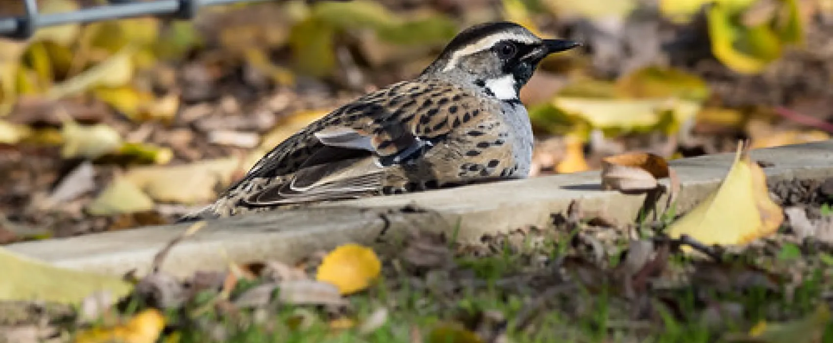 Wee Jasper Billy Grace Reserve Campground