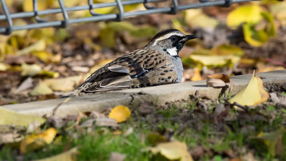 Wee Jasper Billy Grace Reserve Campground