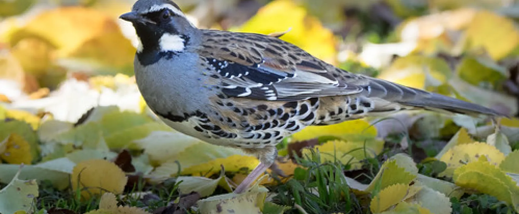 Wee Jasper Billy Grace Reserve Campground