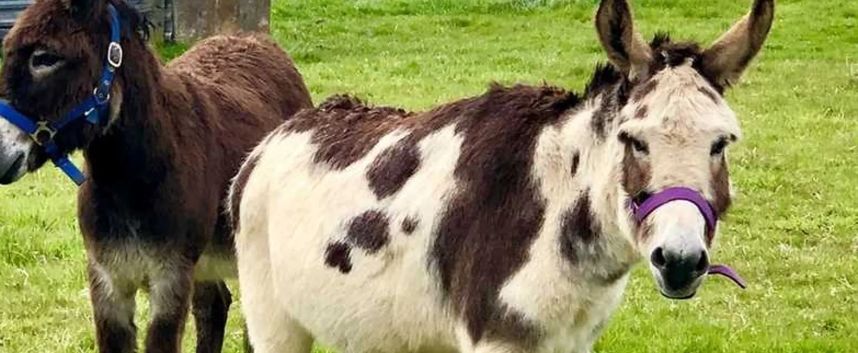 Bramble Hill Glamping