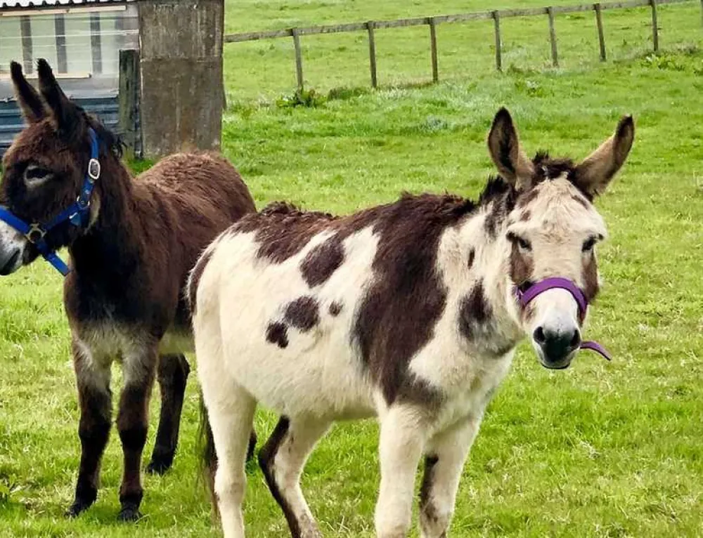 Bramble Hill Glamping
