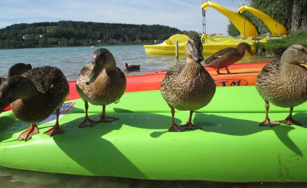 La Grisière et Europe Vacances