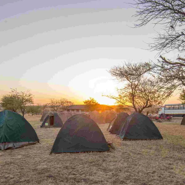 Camp Gecko - Orange Campsite