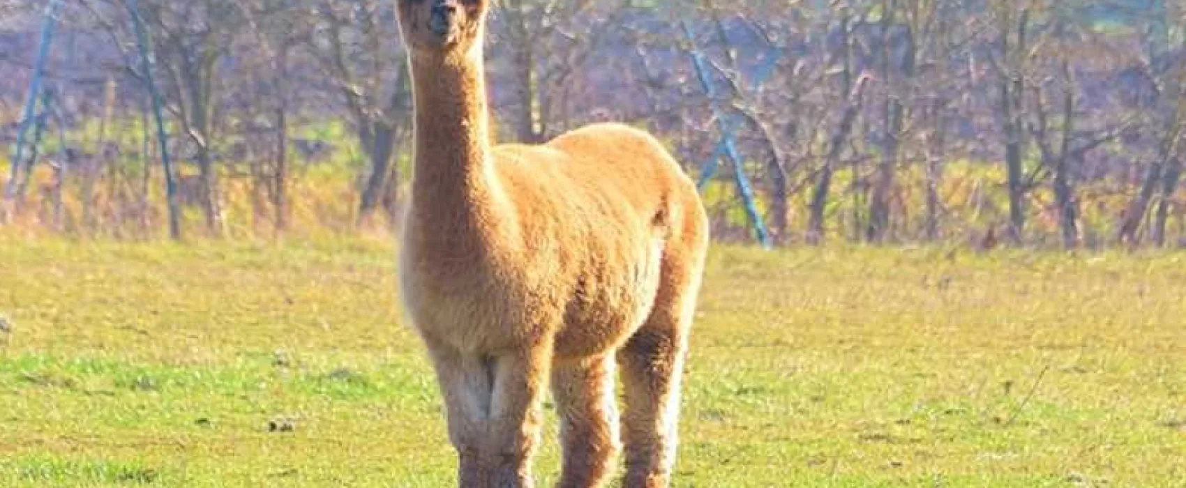 Woodside Caravan Site Certificated Location