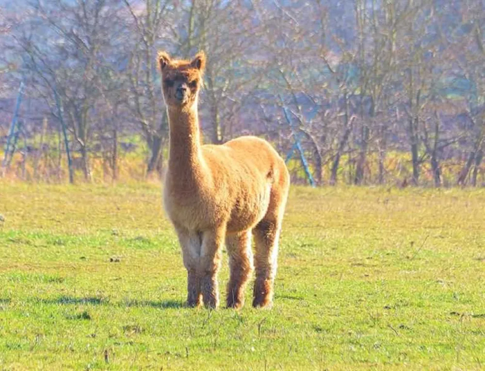 Woodside Caravan Site Certificated Location