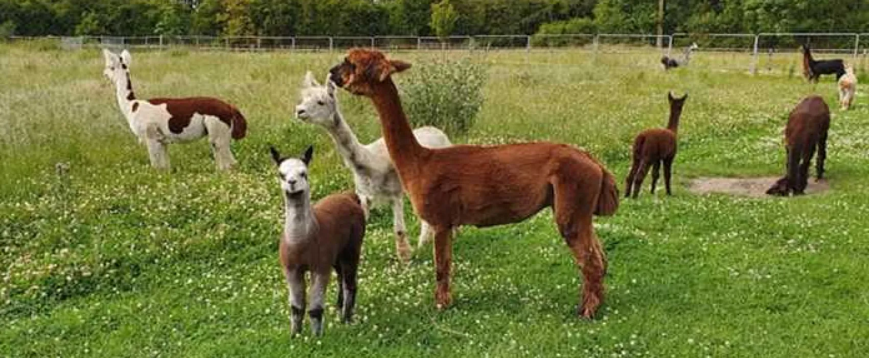 Woodside Caravan Site Certificated Location