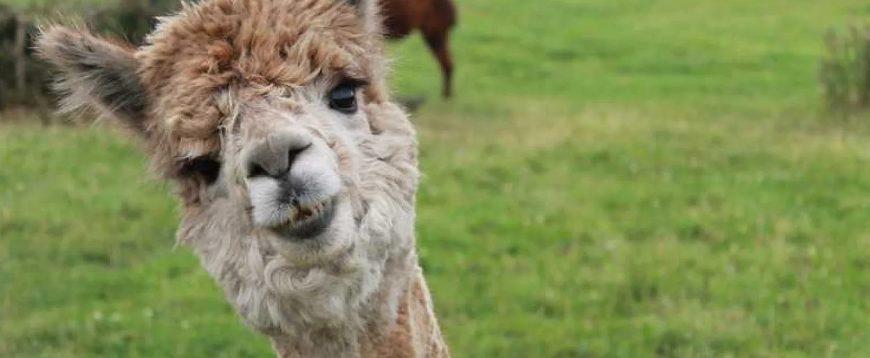 Woodside Caravan Site Certificated Location