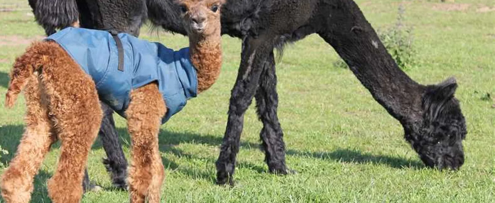 Woodside Caravan Site Certificated Location