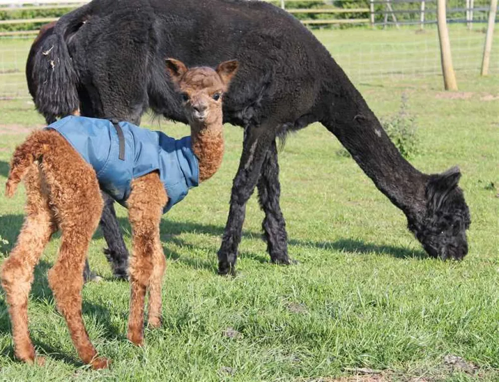 Woodside Caravan Site Certificated Location