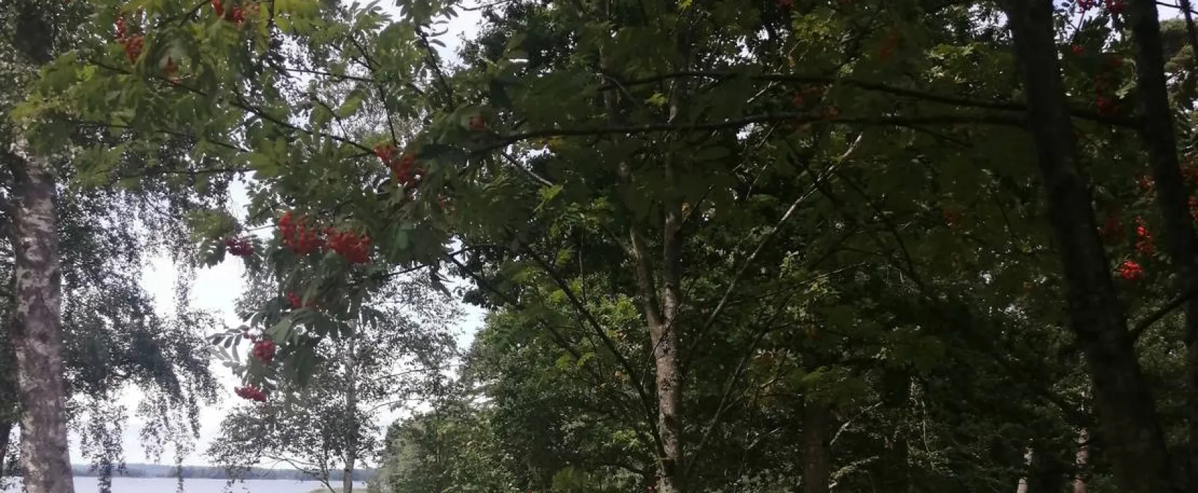 Mjölknabbens Camping