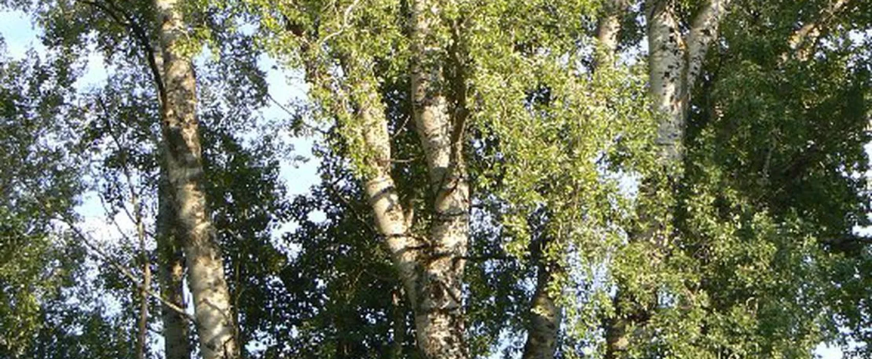 Camping Suza Baranje