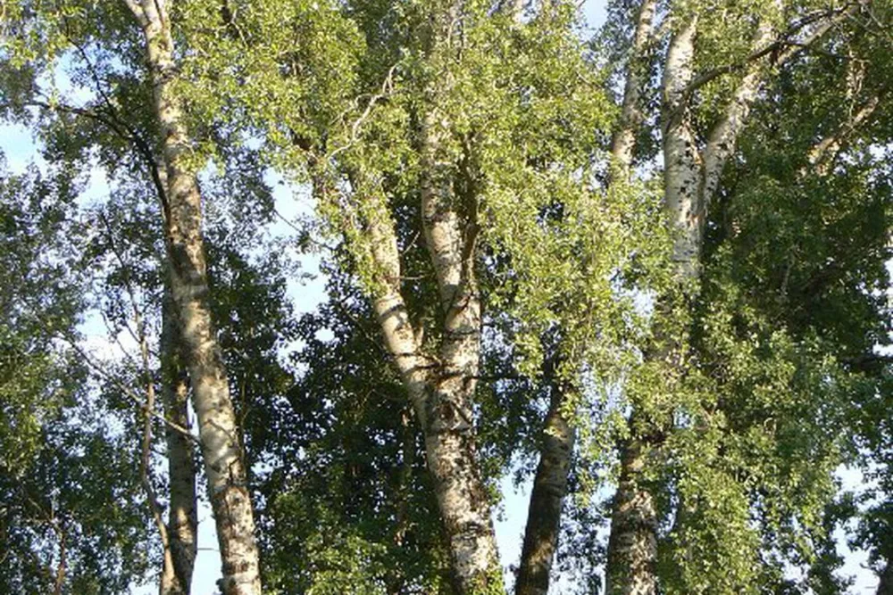 Camping Suza Baranje