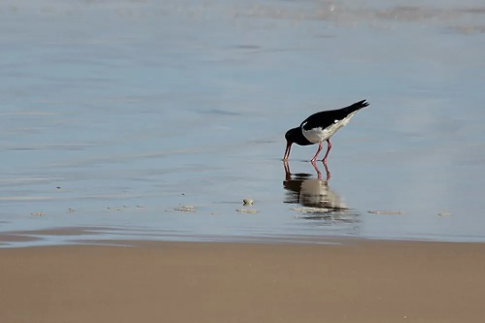 Stockton Beach Lavis Lane Entry Campground
