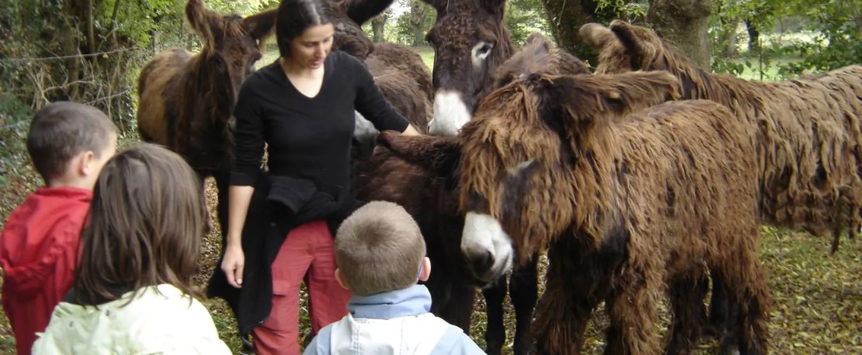 Camping l'écurie du Marais