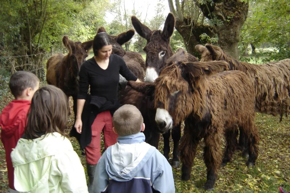 Camping l'écurie du Marais