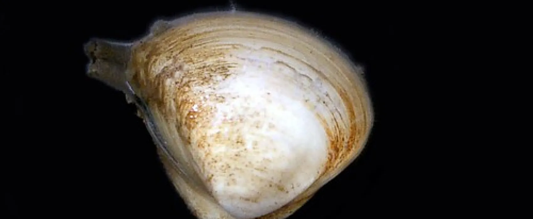 Mark Point Campground