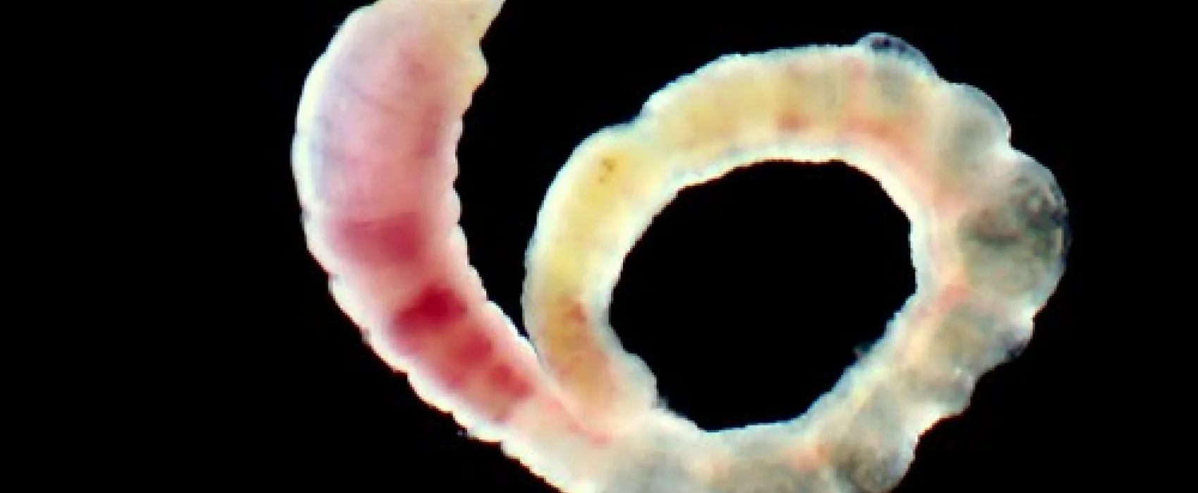 Mark Point Campground