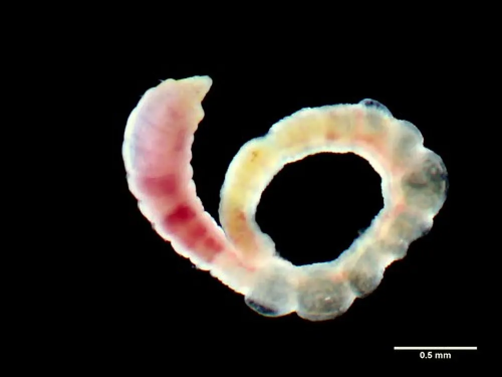 Mark Point Campground