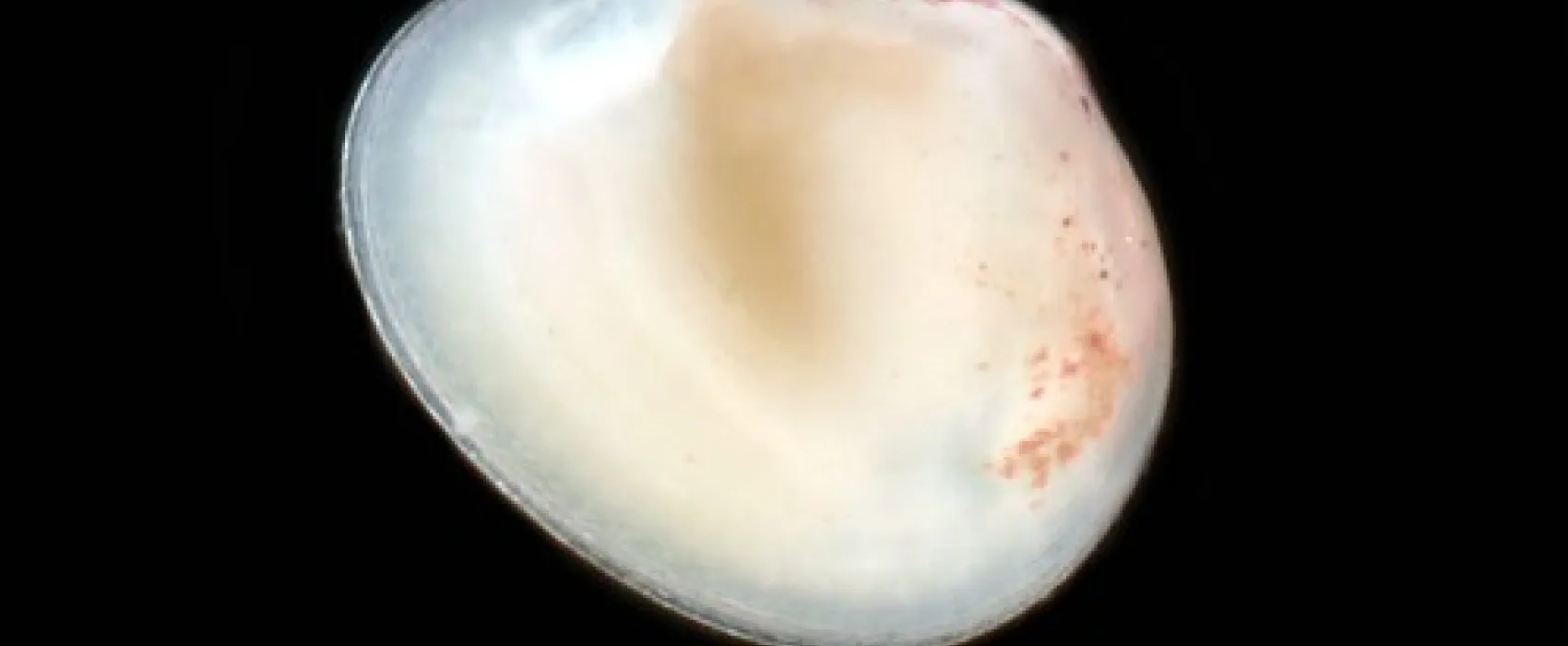 Mark Point Campground