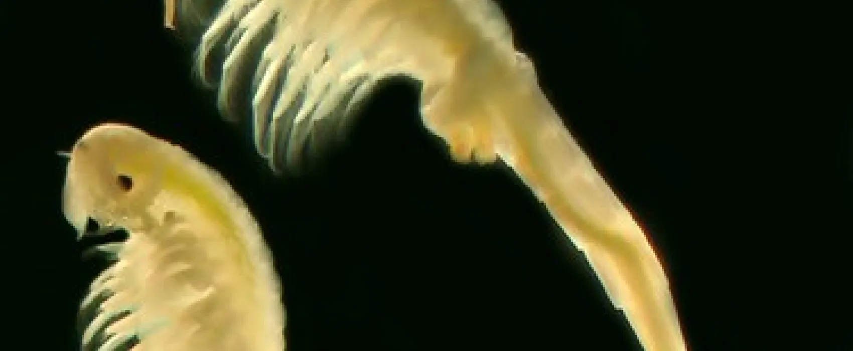 Mark Point Campground