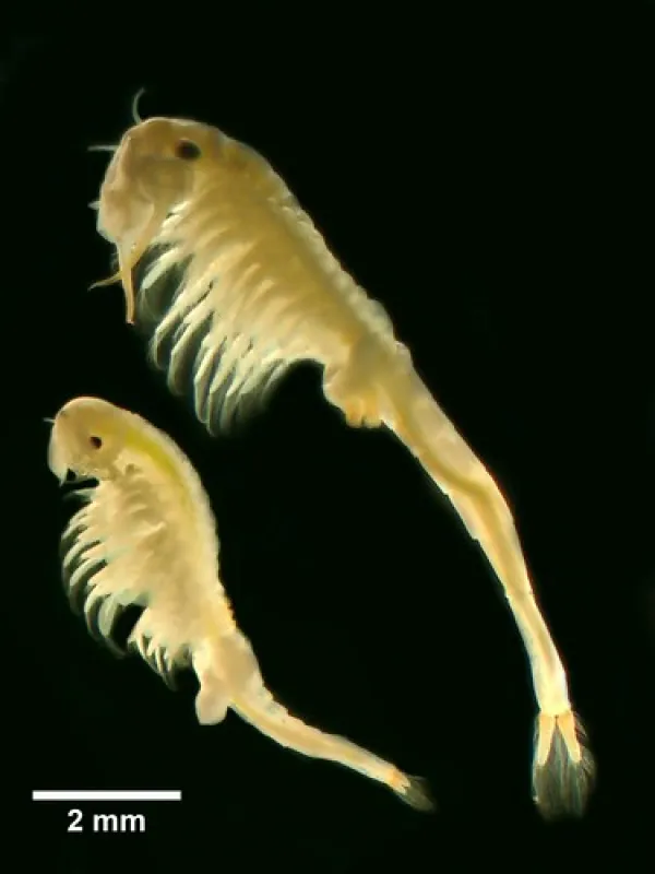 Mark Point Campground