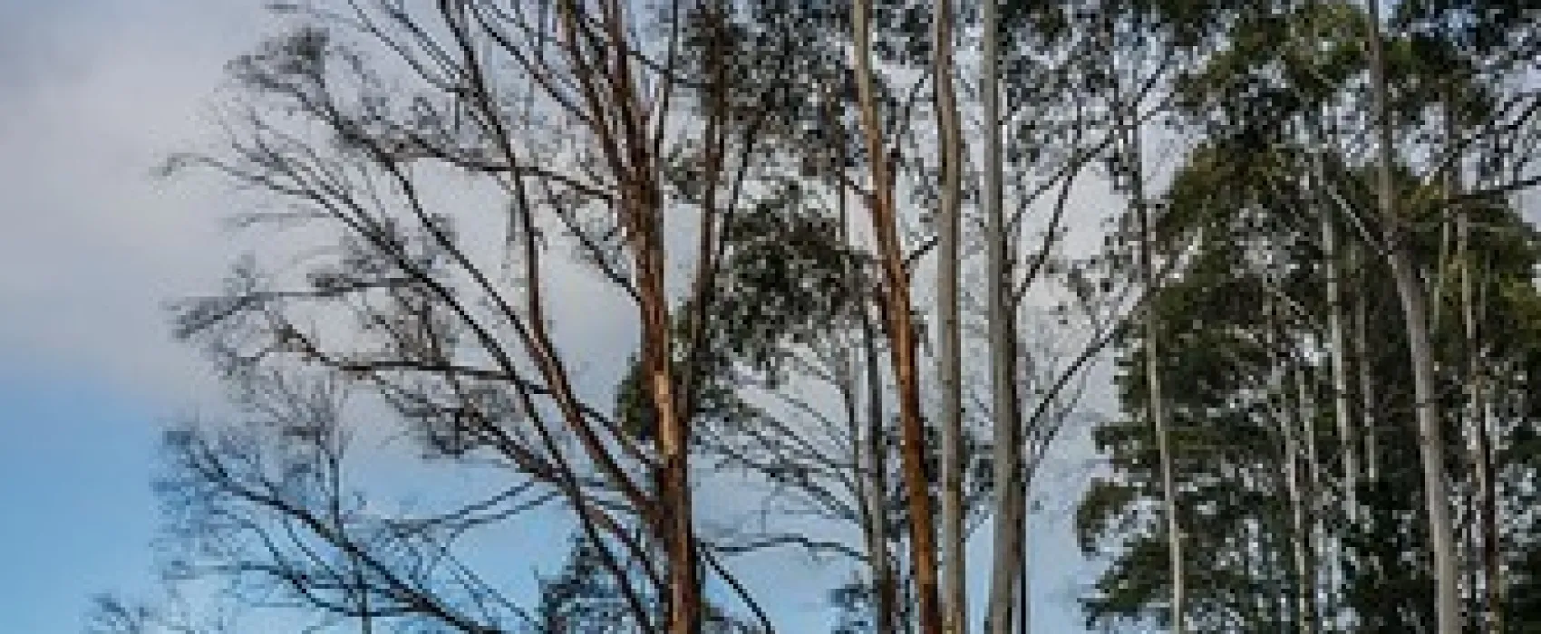 Shipwrights Point Regatta Ground Campground