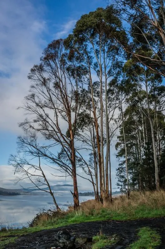 Shipwrights Point Regatta Ground Campground