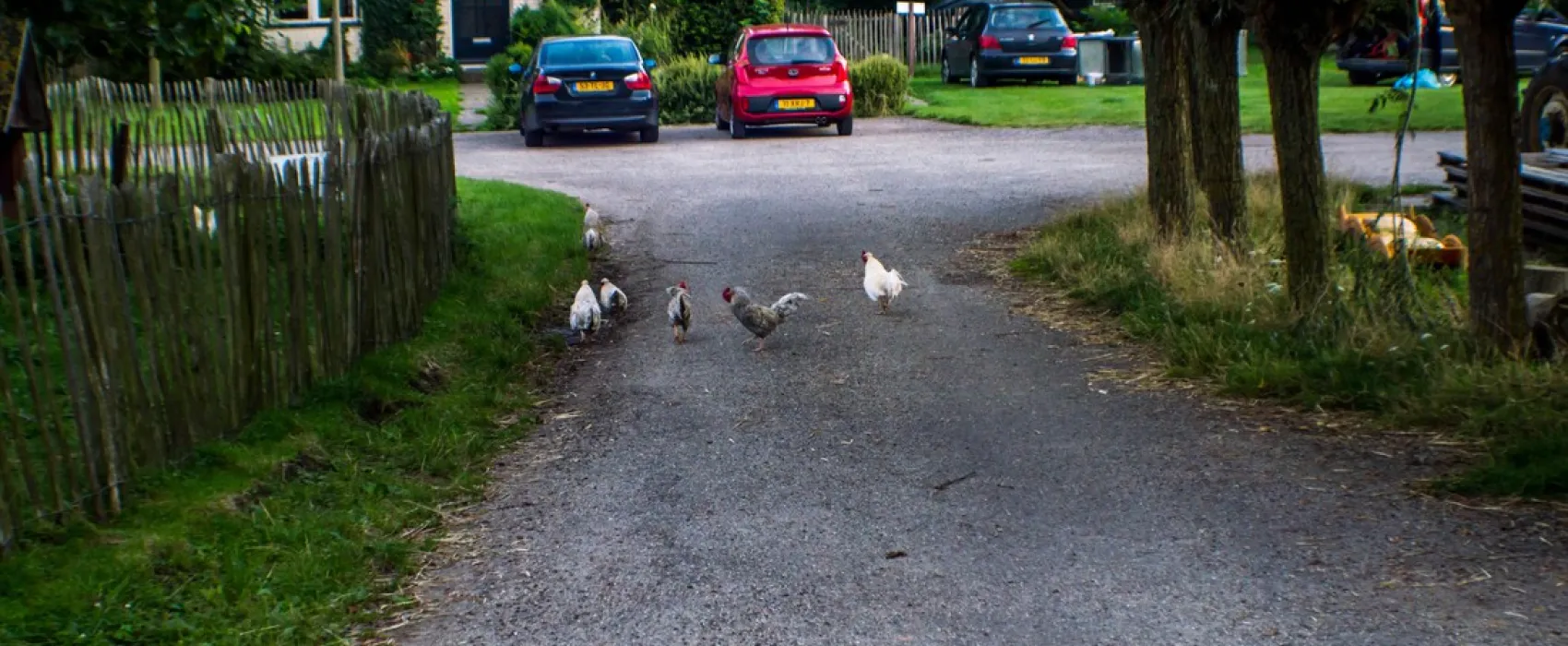 Boerderijcamping Perkpolder