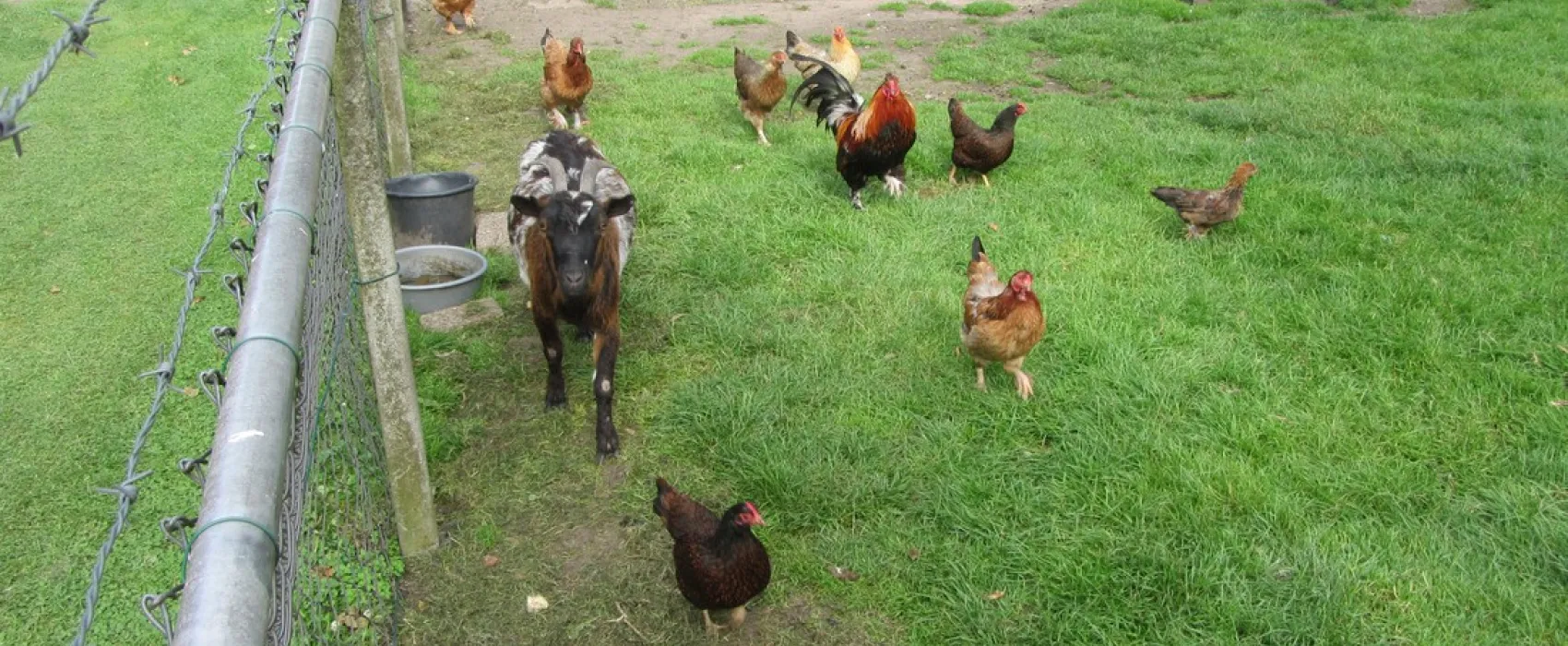 Minicamping de Damakker