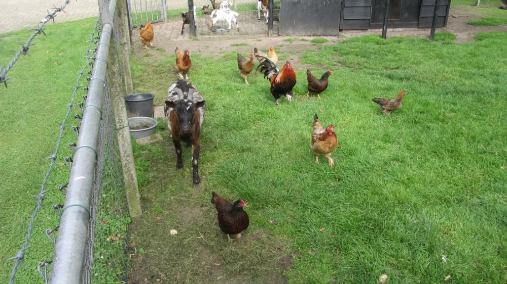 Minicamping de Damakker