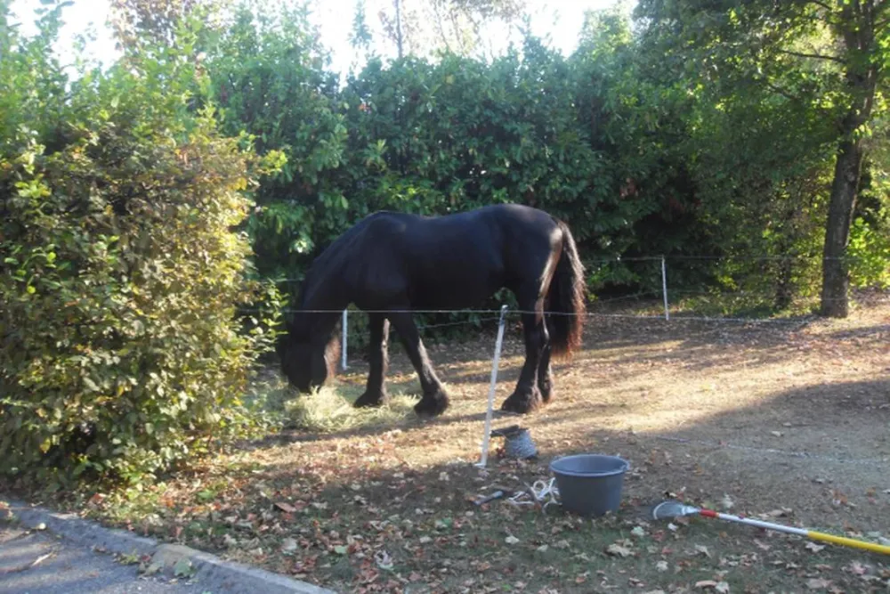 Camping Municipal De La Grande Foret