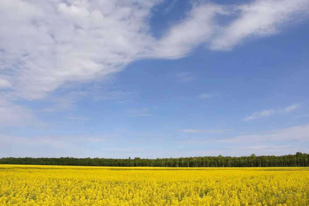 Vanamõisa Caravanpark Tallinn