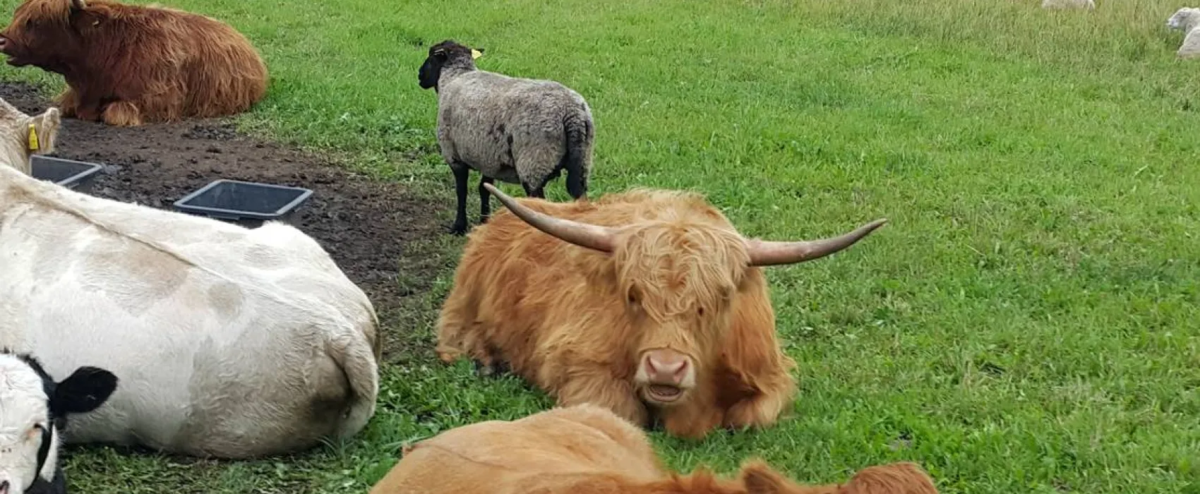 Vanamõisa Caravanpark Tallinn