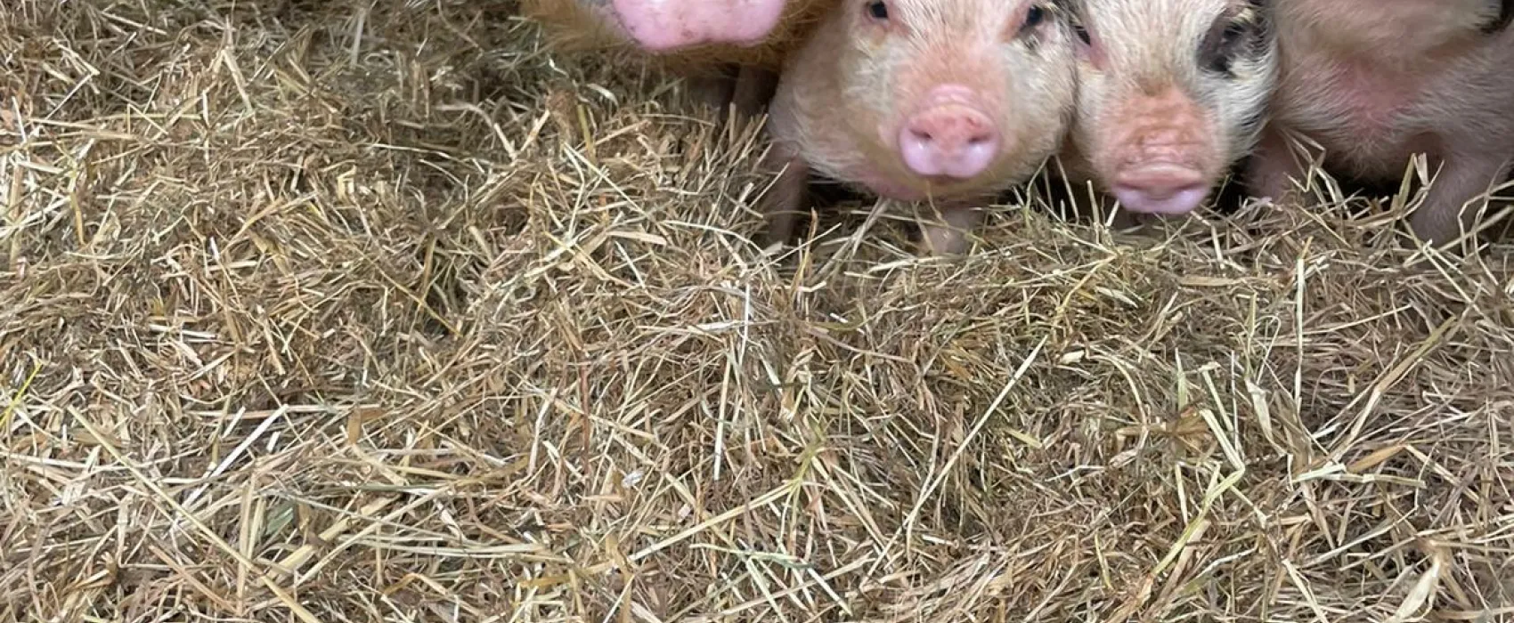 Gläserner Bauernhof Vogtland