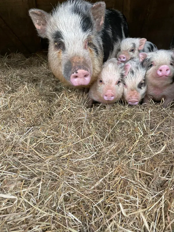 Gläserner Bauernhof Vogtland