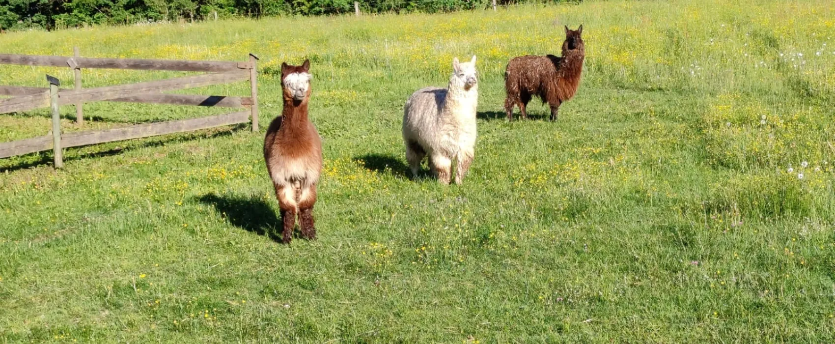 Gläserner Bauernhof Vogtland