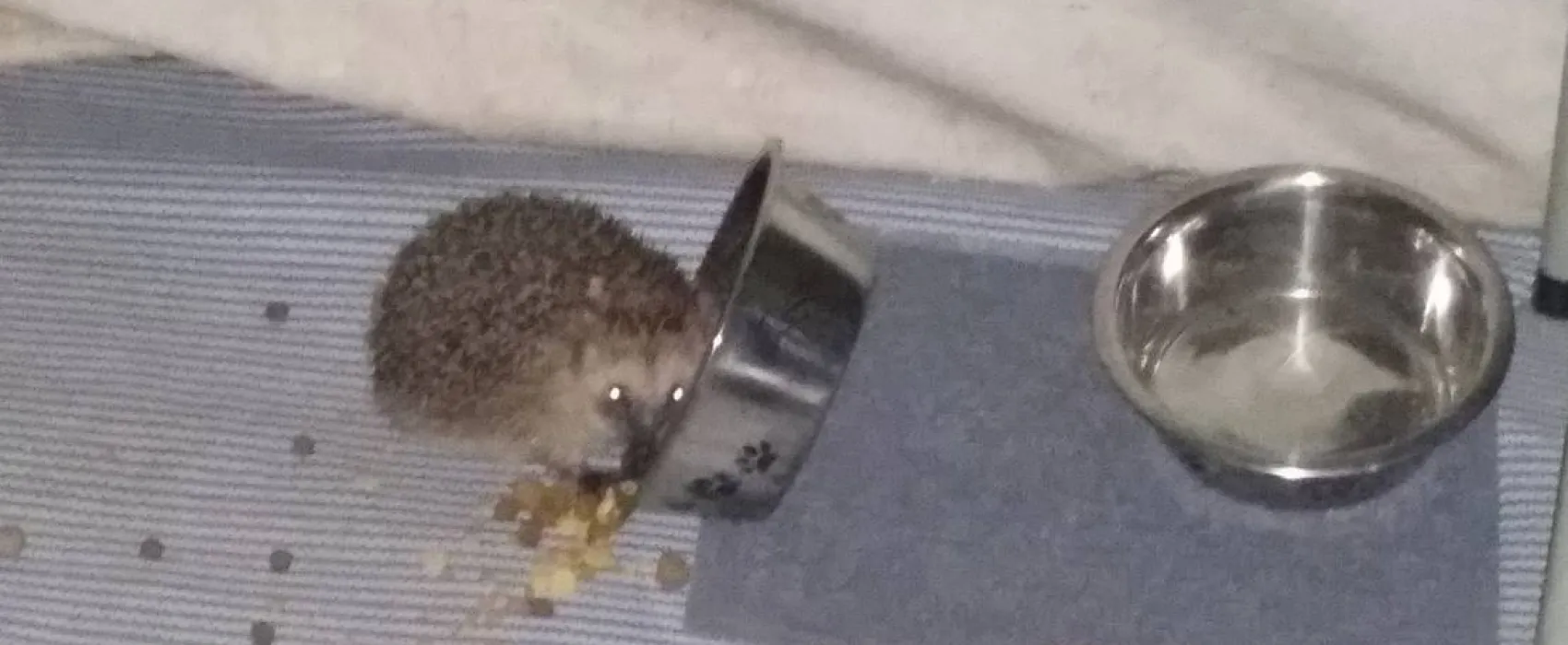 Höpkens Hof & Campingplatz