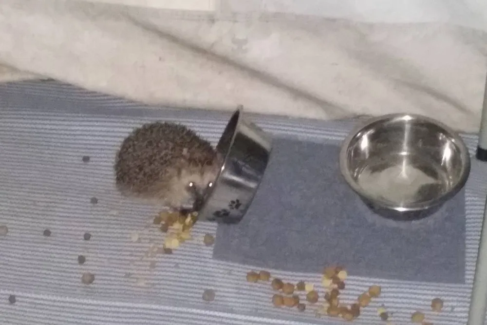 Höpkens Hof & Campingplatz