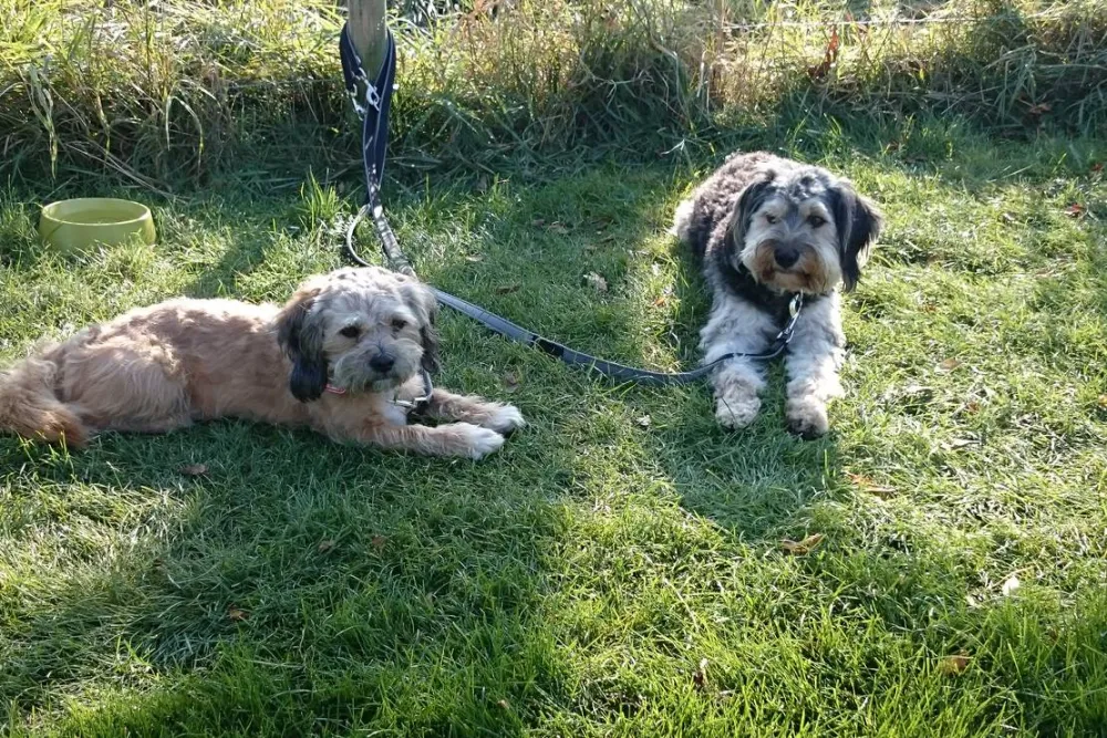 Höpkens Hof & Campingplatz