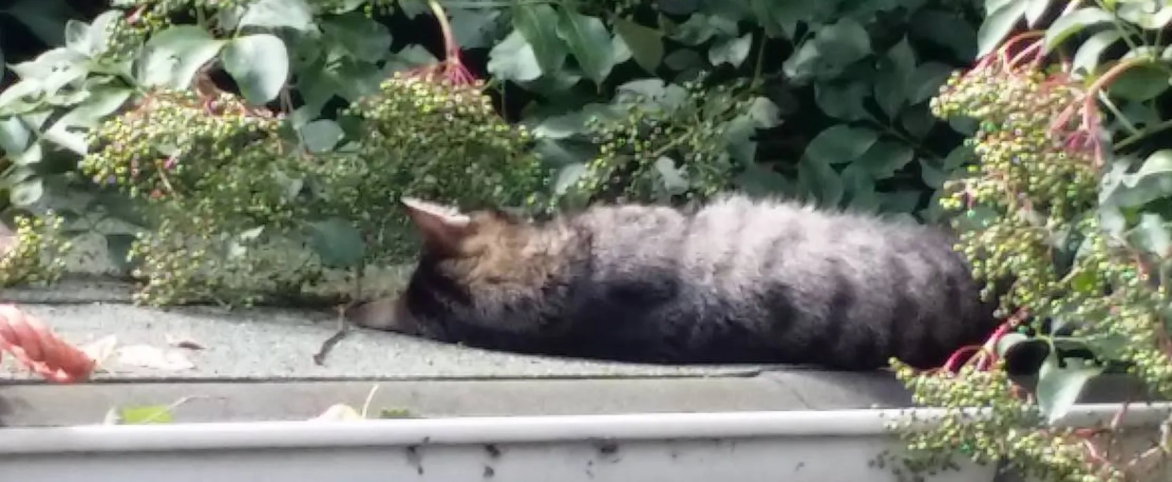 Höpkens Hof & Campingplatz