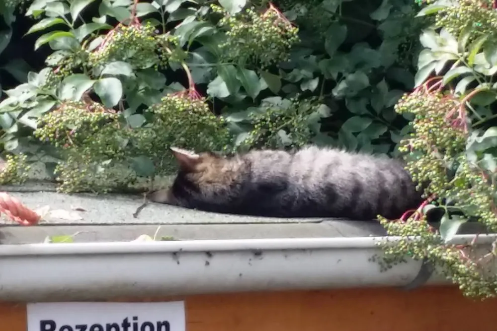 Höpkens Hof & Campingplatz