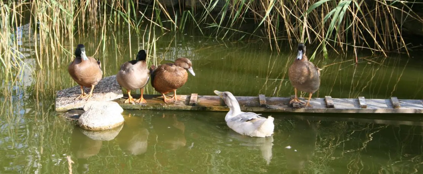 Ferienpark Peenhäuser