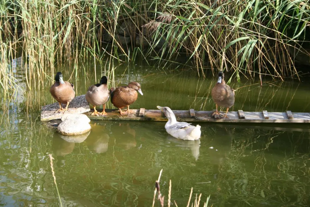 Ferienpark Peenhäuser