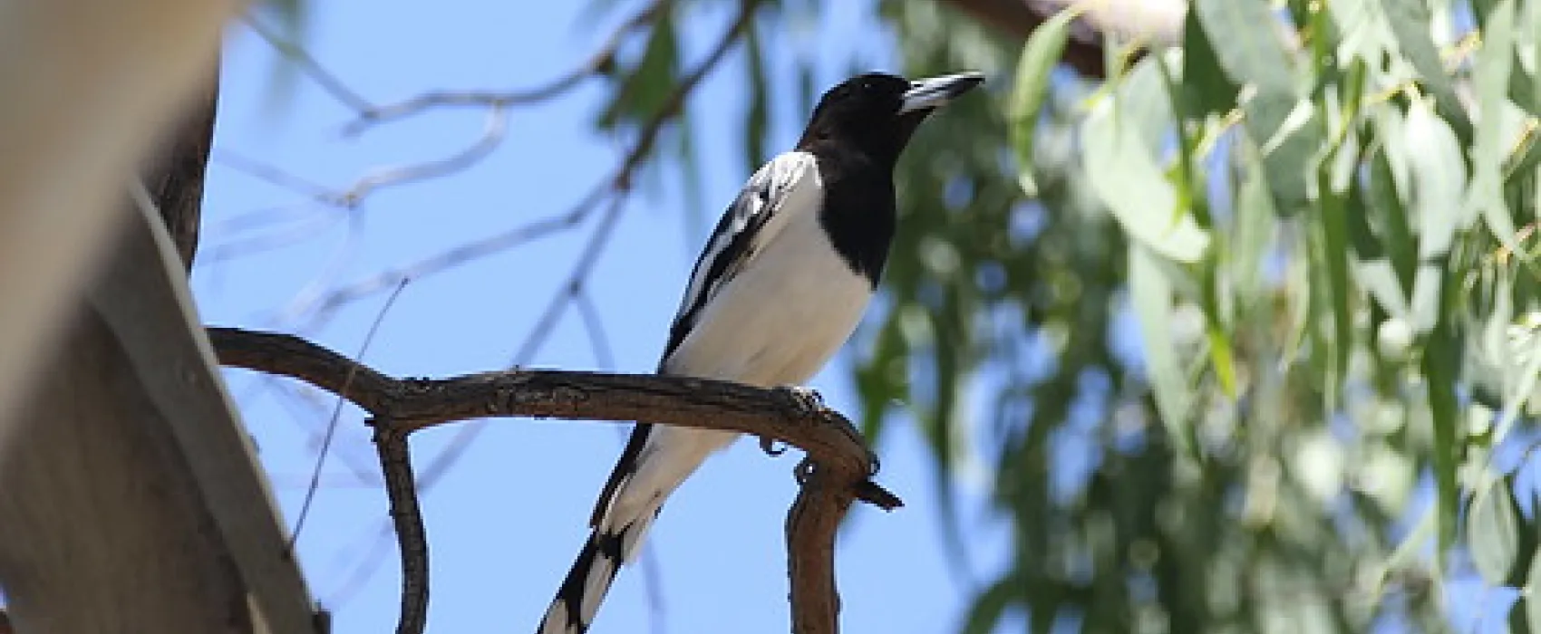 Boundary Bend - Passage Camp Campground