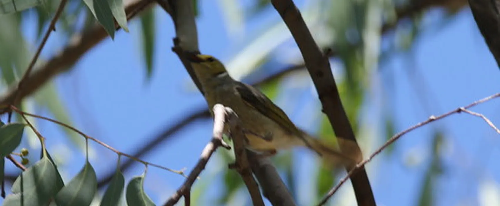 Boundary Bend - Passage Camp Campground