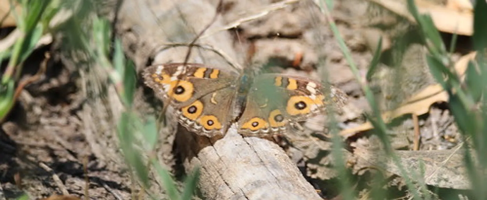 Boundary Bend - Passage Camp Campground